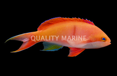 Red Bar Anthias