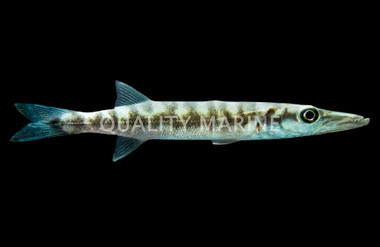 Great Barracuda, Juvenile