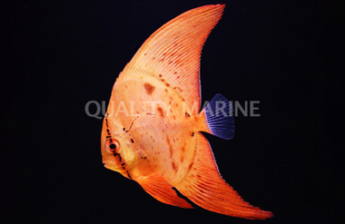 Orbicular Batfish