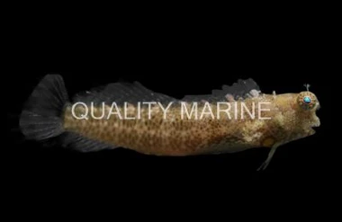 Nalolo Blenny 