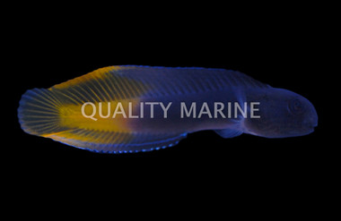 Yellowfin Blenny
