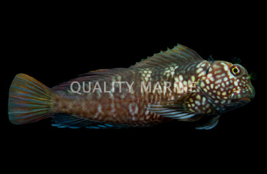 Ember Blenny