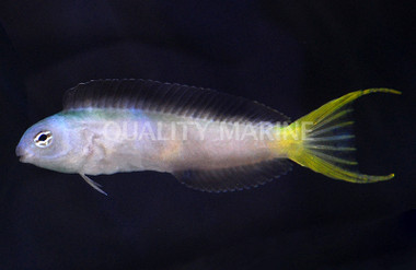 Harptail Blenny 