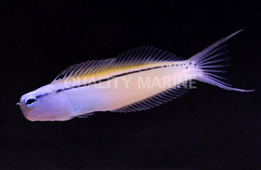 Mimic Blenny
