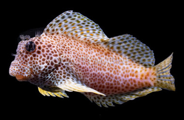 Red Leopard Sailfin Blenny