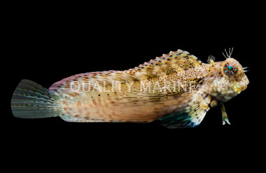 Sailfin Algae Blenny