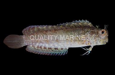 Sailfin Algae Blenny