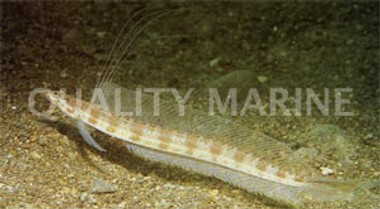 Filamented Sand Diver Eel