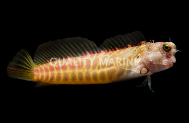 Segmented Blenny