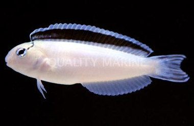 Smith's Blenny
