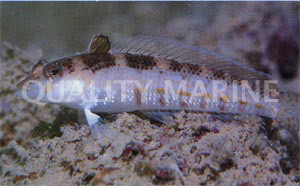Lizard Blenny :: 12534