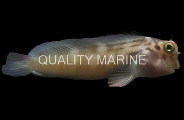 Atlantic Redlip Blenny