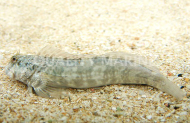 Lumphead Rockskipper Blenny :: 12542