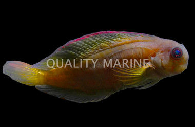 Black Sailfin Blenny, Juvenile