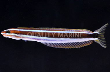 Blue Striped Fang Blenny