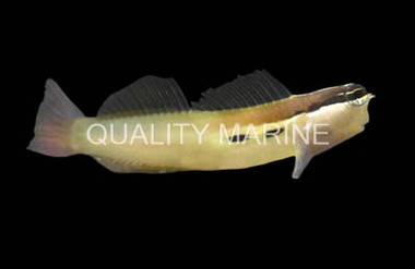 Twinspot Bimaculatus Blenny