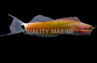 Tailspot Blenny
