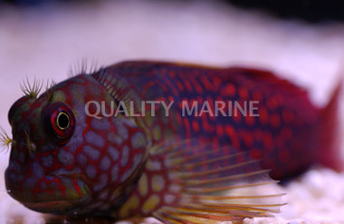 Ember Blenny