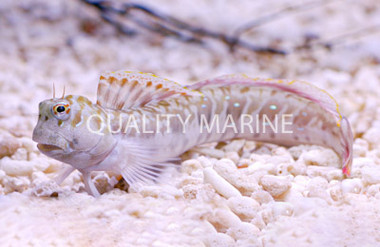 Blue Dashed Rockskipper 