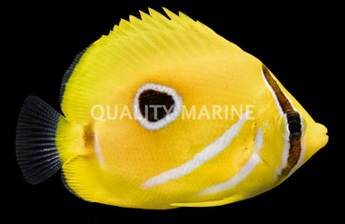 Bennett's Butterflyfish