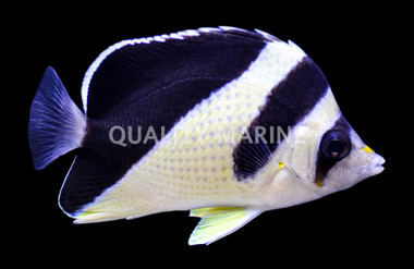 Burgess Butterflyfish