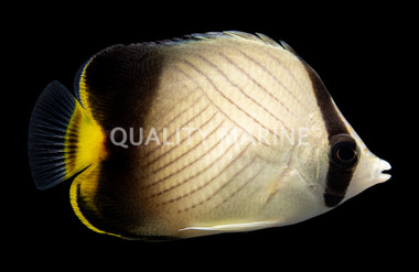 Indian Vagabond Butterflyfish