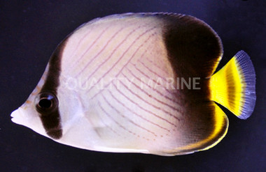 Indian Vagabond Butterflyfish