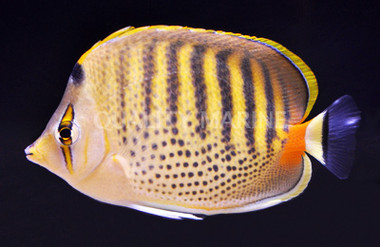 Spotband Butterflyfish