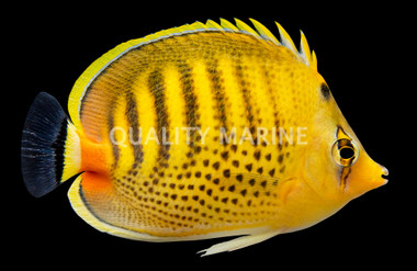 Spotband Butterflyfish