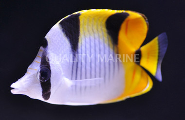Falcula Butterflyfish