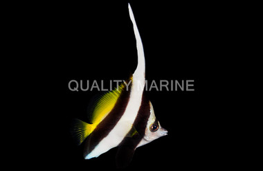 Black & White Heniochus Butterflyfish