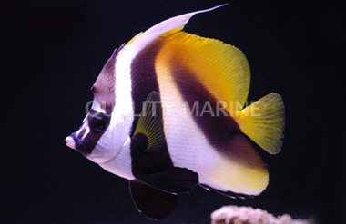 Masked Bannerfish
