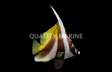 Masked Bannerfish