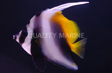 Singular Bannerfish