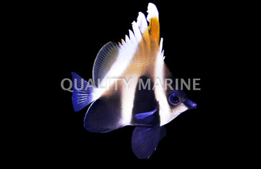 Phantom Bannerfish