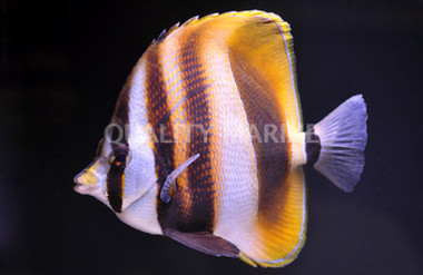 Hi Fin Coradion Butterflyfish