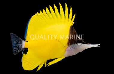 Yellow Longnose Butterflyfish