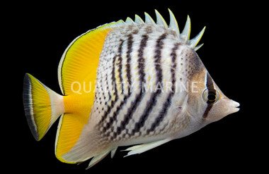 Mertensii Butterflyfish