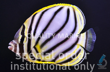 Scrawled Butterflyfish