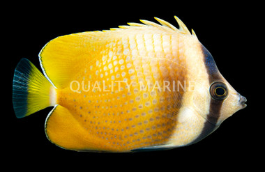 Sunburst Butterflyfish