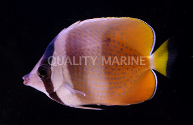 Sunburst Butterflyfish