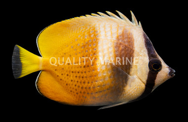 Sunburst Butterflyfish