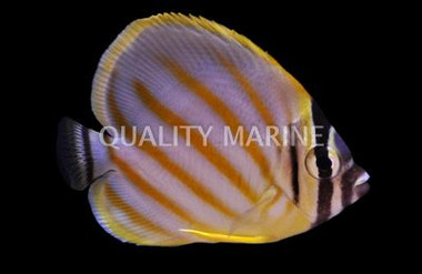 Ornate Butterflyfish