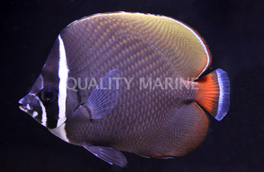 Pakistan Butterflyfish