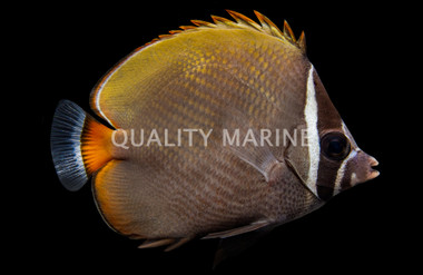 Pakistan Butterflyfish