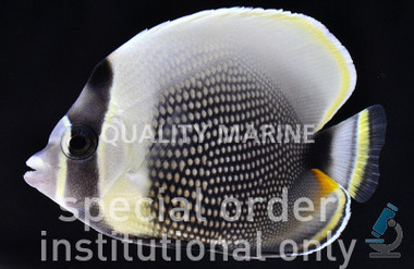 Reticulated Butterflyfish