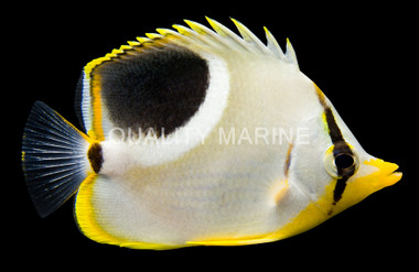 Saddle Butterflyfish