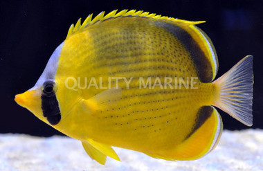 Dotted Butterflyfish