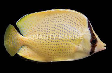 Speckled Butterflyfish