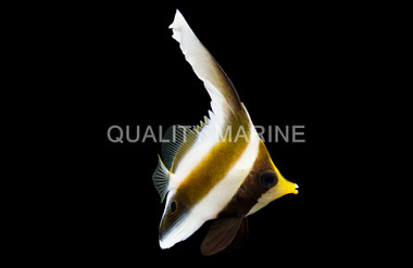 Three Band Pennant Butterflyfish